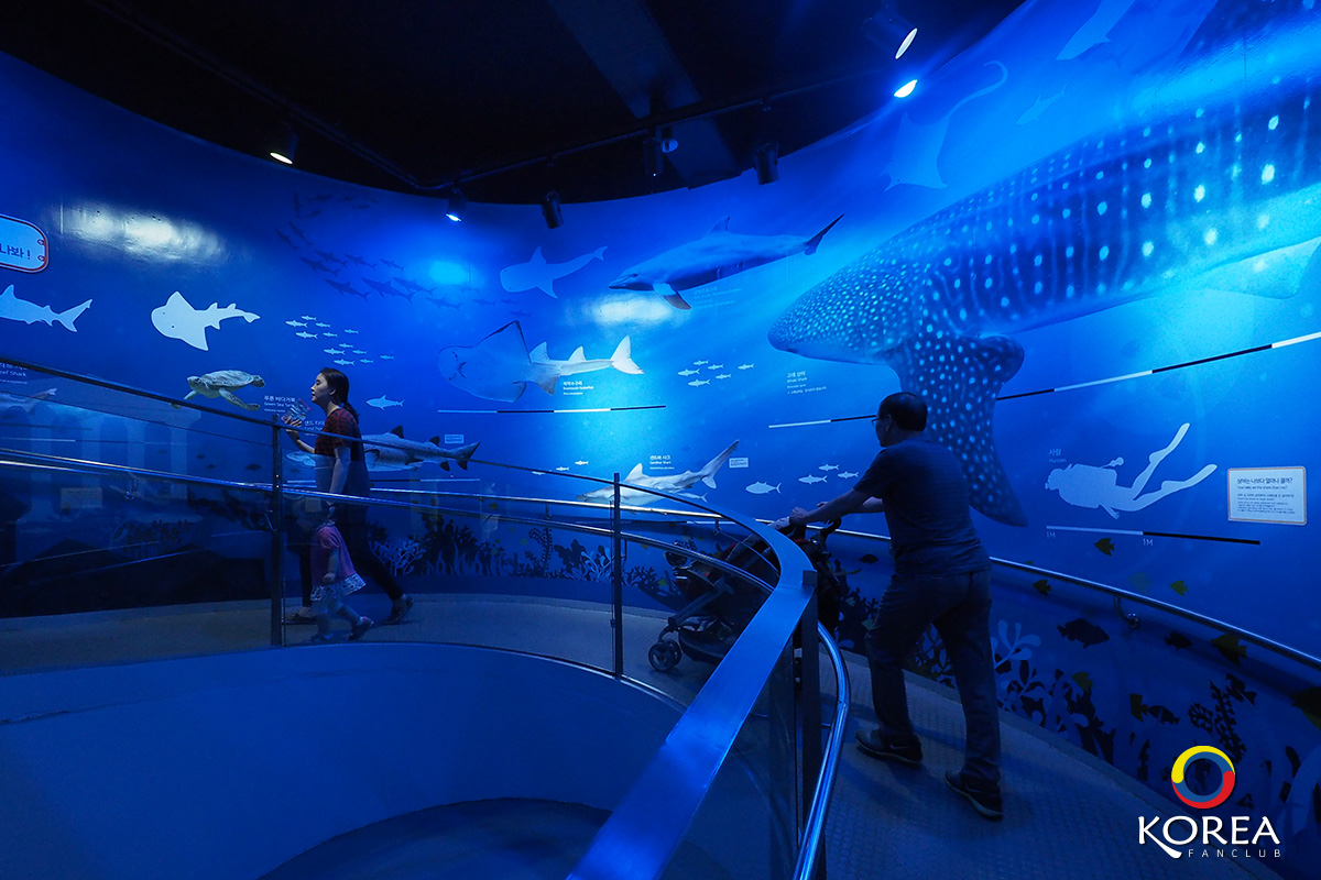 เที่ยวเกาหลี Coex Aquarium