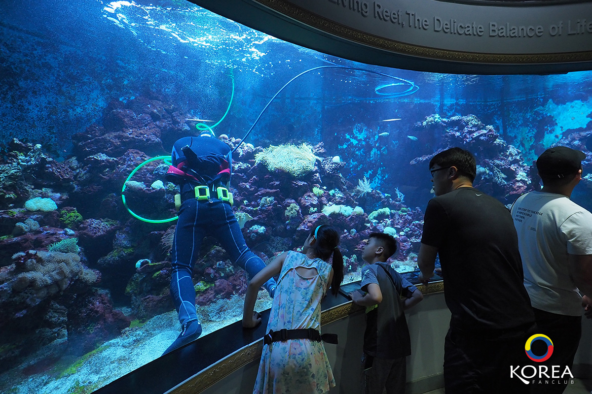 เที่ยวเกาหลี Coex Aquarium