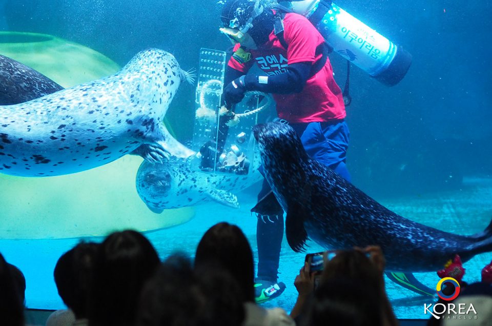 Coex Aquarium พิพิธภัณฑ์สัตว์น้ำ กลางกรุงโซล