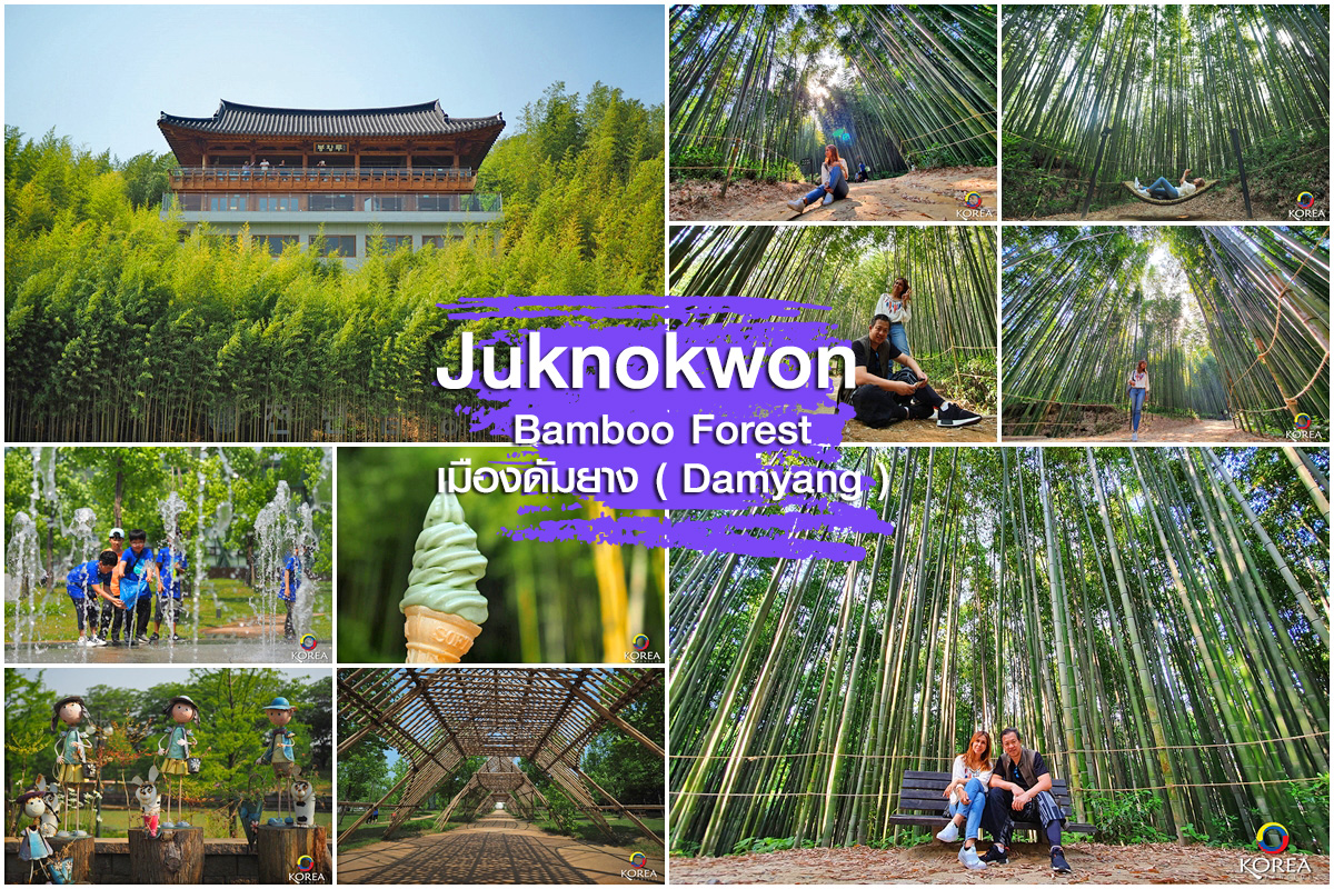 สวนป่าไผ่ Juknokwon Bamboo Garden