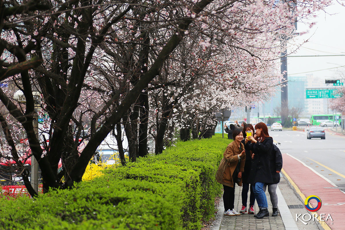 อุทยานฮันคัง ยออีโด : Yeouido Hangang Park