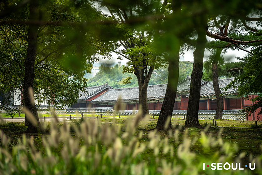 พระราชวังชังคยองกุง : Changgyeonggung Palace