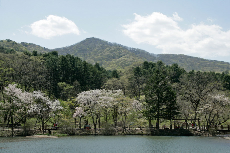 สวนรุกขชาติ เกาหลี : Korea National Arboretum