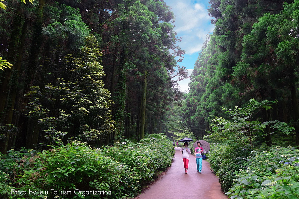ซารยอนี เส้นทางเดินป่า : Saryeoni Forest Path