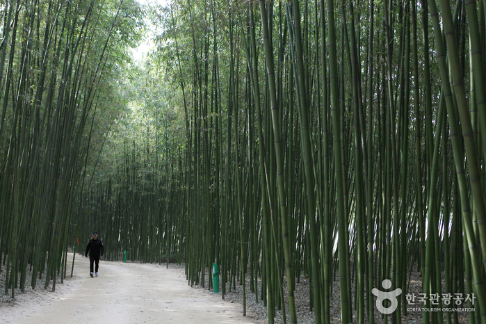 ป่าไผ่ซิมนิ แทฮวากัง : Simni Bamboo Grove at Taehwagang National Garden