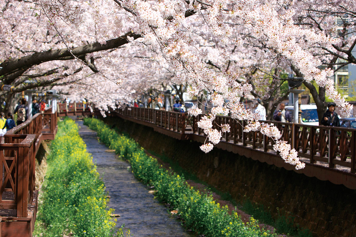 เทศกาลจินแฮกุนฮังเจ : Jinhae Gunhangje Festival