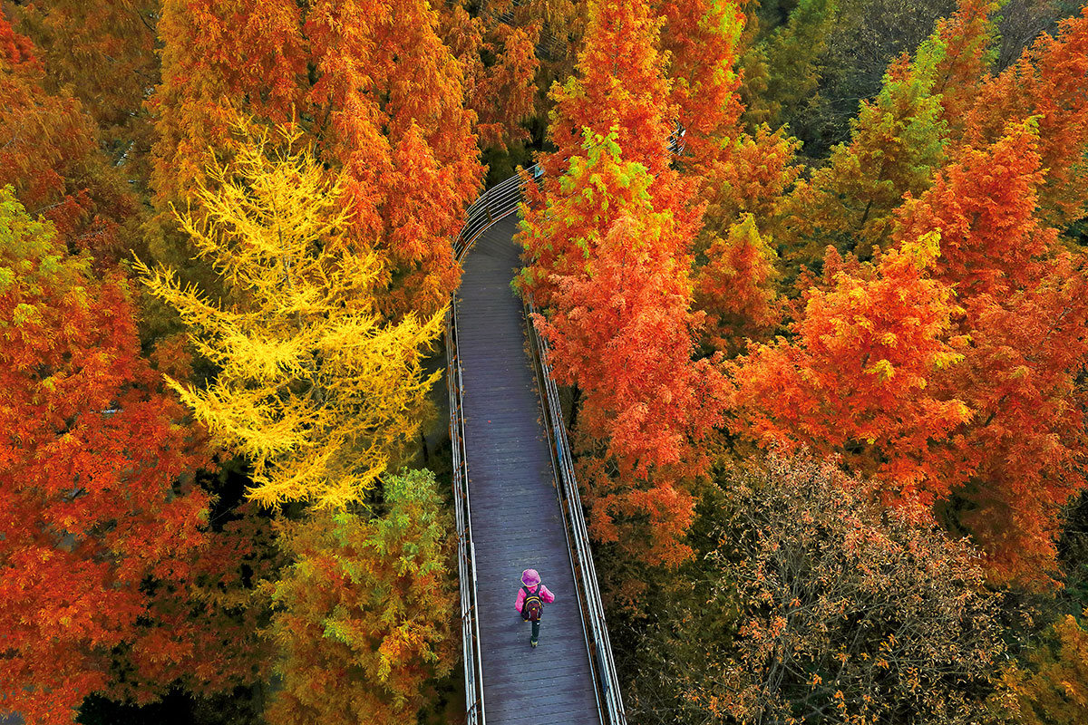 ป่าเพื่อสันทนาการ จางแทซาน : Jangtaesan Recreational Forest