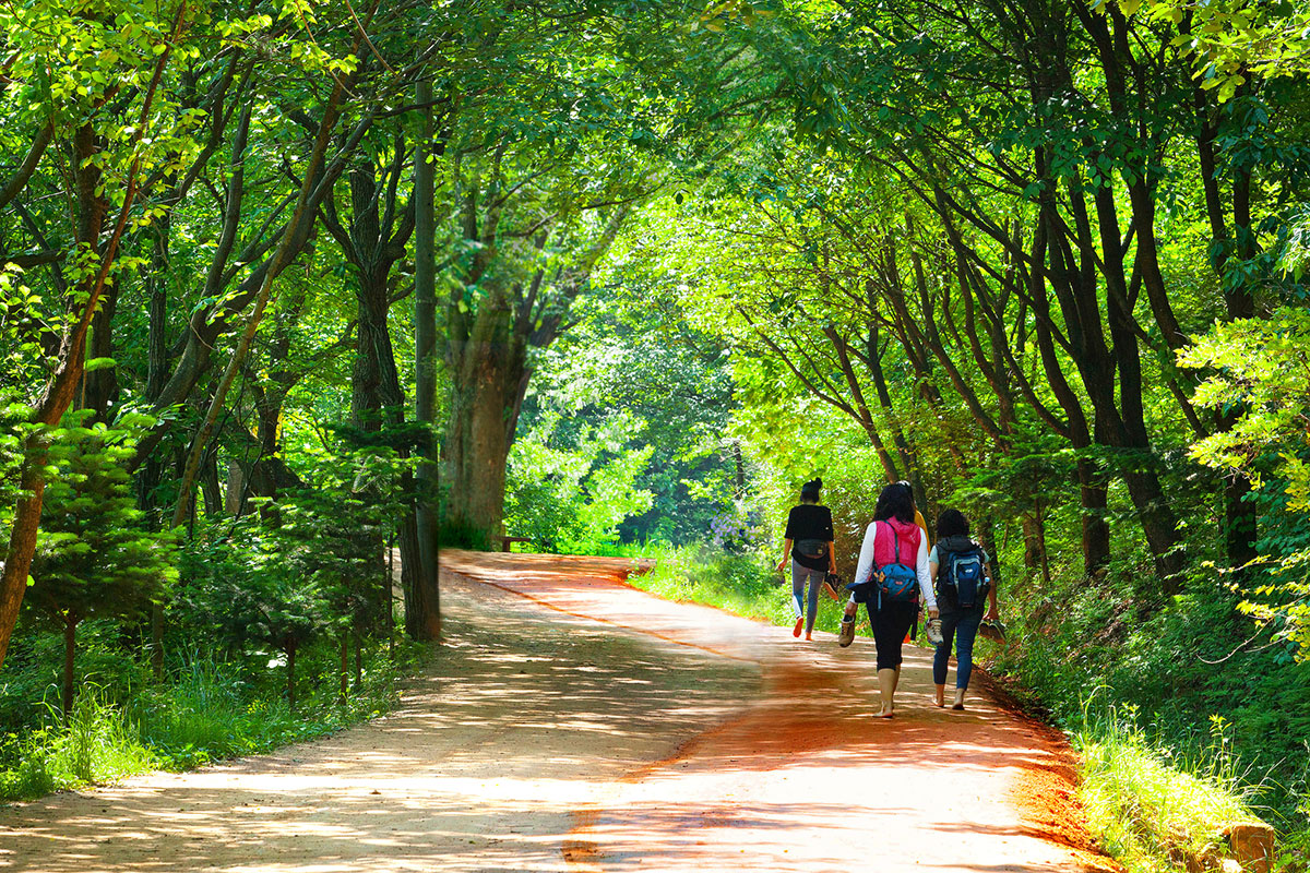 ภูเขากเยชกซาน : Gyejoksan Mountain Red Clay Trail