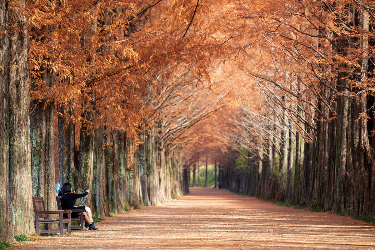 ถนนต้นสน เมตาเซโคเอีย ทัมยาง : Damyang Metasequoialined Road