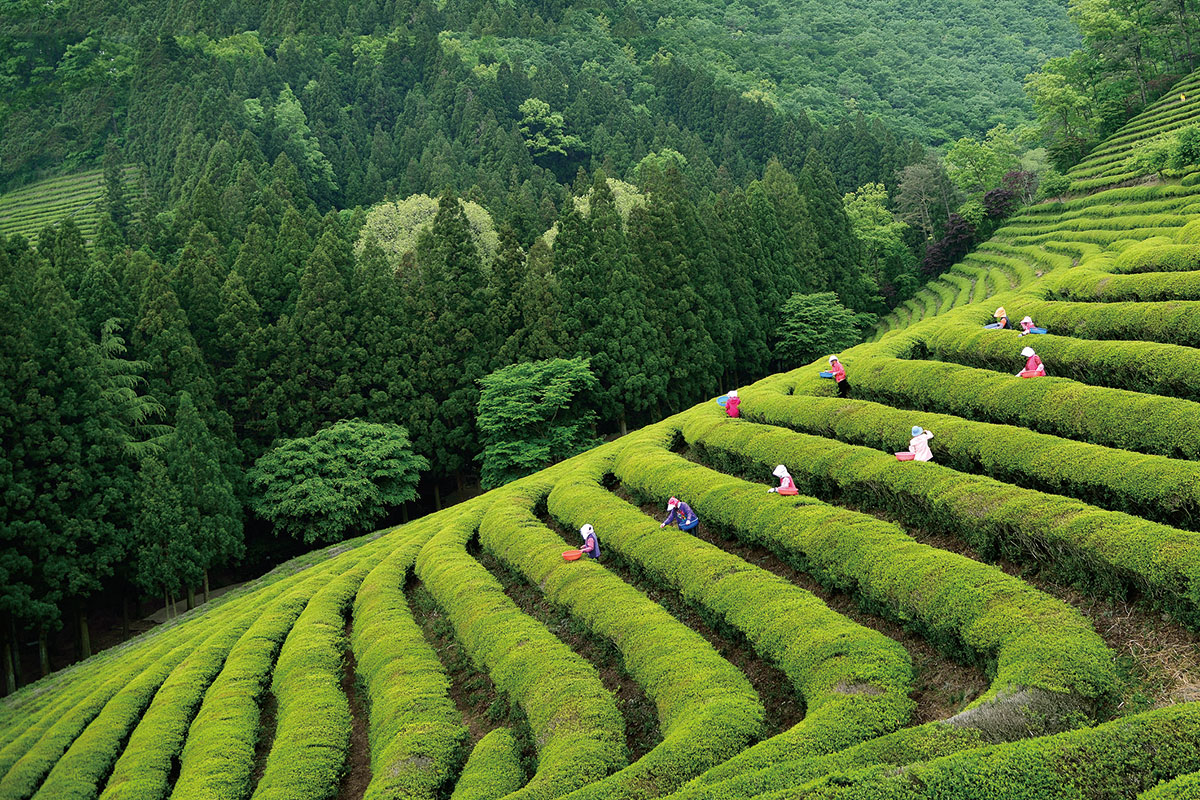 ไร่ชาเขียว แทฮัน ดาวอน : Daehan Dawon Green Tea Plantation