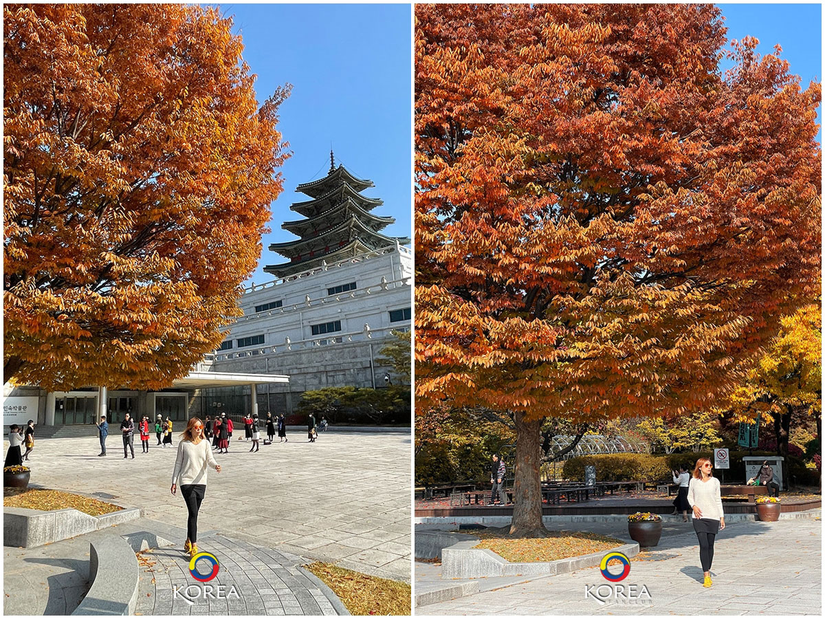 Gyeongbokgung ใบไม้เปลี่ยนสี