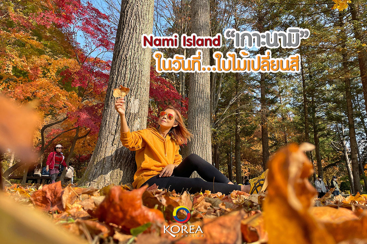 เกาะนามิ Nami Island ใบไม้เปลี่ยนสี