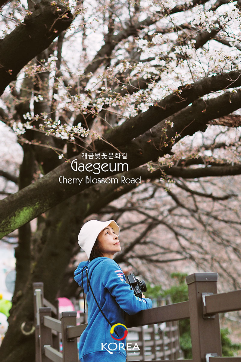 Gaegeum Cherry Blossom Road ถนนแกกึม : รีวิว ดอกพ็อดกด ปูซาน