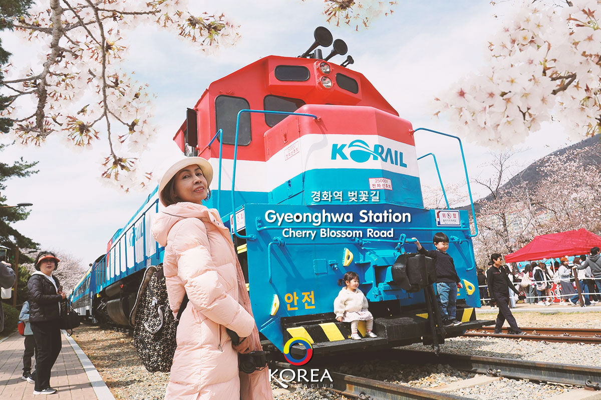Gyeonghwa Station Cherry Blossom Road : รีวิว สถานีคยองฮวา