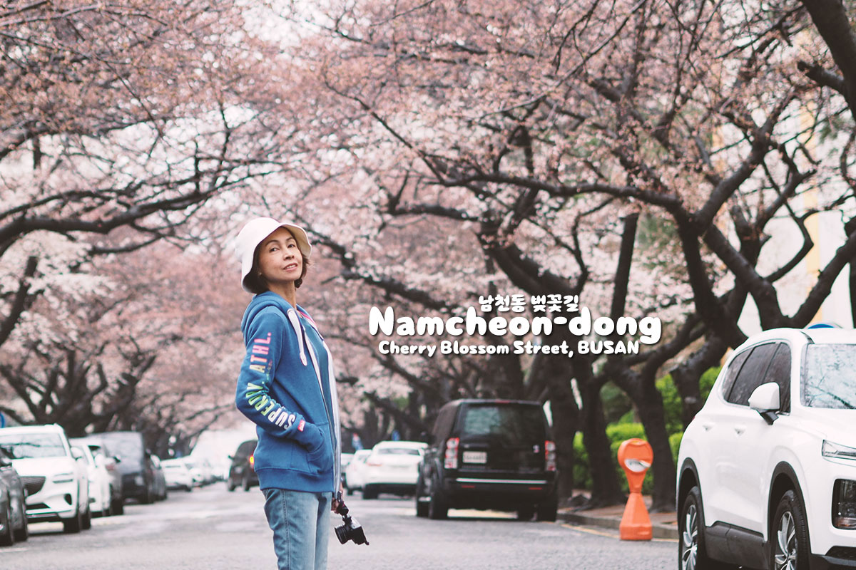 Namcheon-dong Cherry Blossom Road 남천동 벚꽃길 : พ็อดกด ปูซาน